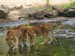 Borivali National Park: Marvels of an ...