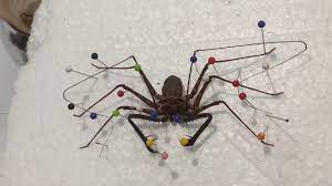 Tanzanian giant tailless whipscorpion, tanzanian tailless whipscorpion, and giant tailless whipscorpion, tailless whip scorpion. The Amblypygi Molted And Wow Tailless Whipscorpion Whipspider Harry Potter Spider Youtube