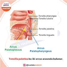 Image result for tonsilla palatina