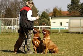 Order a guide for your breed today. Dog Boot Camps Are They Helpful Or Harmful