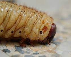 The use of products called sevin or merit to spray are a couple of university test lab listed choices, being careful to keep the spray application high to mid range of the bush and not directly on the ground or base of the bush. What Are Curl Grubs And How To Control In Your Lawn