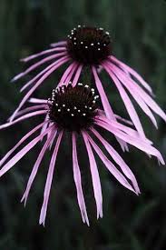 Pin On Echinacea Asteraceae