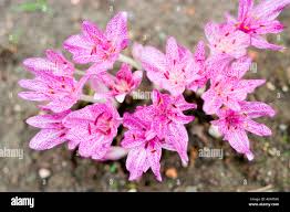 Image result for Colchicaceae