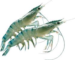 Pikbest menyediakan ramen udang kartun vektor asli tersedia untuk penggunaan komersial ai menarik untuk diunduh gratis. Kumpulan Koleksi Udang Galah Kartun Cikimm Com