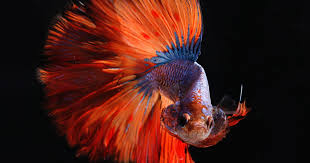 (6 reviews) write a review. Where Do Aquarium Fish Come From