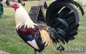 Republika ng pilipinas) adalah sebuah negara republik di asia tenggara, sebelah utara indonesia, dan malaysia. Ciri Ayam Filipina Asli Yang Perlu Di Ketahui Oleh Para Pencinta Ayam