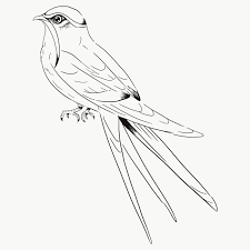 Hand Drawn Simple Bird On Branch Drawing Download Premium Png Of Hand Drawn Moustached Treeswift Bird Transparent In 2020 How To Draw Hands Heron Illustration Toucan Illustration