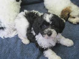 Female cavalier and toy poodle mix. Bichon Frise Poodle Mix Bi Poo Puppies Bichon Frise Mini Poodle Bichon Frise Puppy Dog Pounds Your Dog