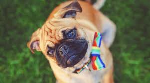 The litter will be weaned around august 26. Chug Dog Breed Information The Chihuahua Pug Mix