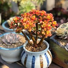 Image result for Crassula maputensis