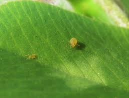 Image result for Globimetula kivuensis