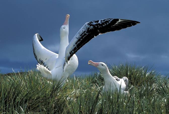 Wandering albatross wingspan