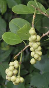 Image result for Maerua