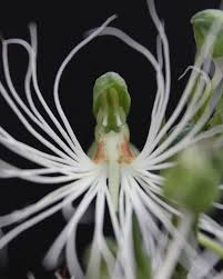 Image result for Habenaria macrandra
