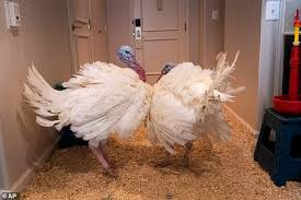 Trump Dragged On Twitter For His 2018 Mocking Of The Turkey Who Lost The Public Vote Daily Mail Online Canada in turkeyподлинная учетная запись. trump dragged on twitter for his 2018