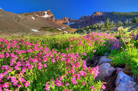 We did not find results for: Field Flowers Hd Desktop Wallpaper Widescreen High Definition Fullscreen