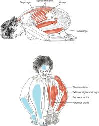Joga Inspiracje Yoga Anatomy Rabbit Pose Yoga Times