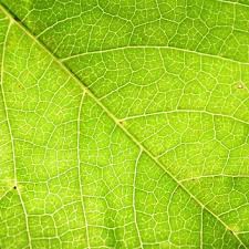 بعد الكتاب سيكون هدفنا في اﻷسبوع الثالث هي أوراق اﻷشجار الشرط اﻷساسي هو ظهور ورقة أوراق شجرة بشكل واضح وتكون هي العنصر اﻷساسي في الص plant leaves photo plants