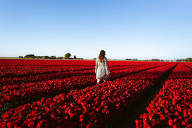 Located south of the little village of great holland and directly north of. The Dutch And Tulips How Did Tulips In The Netherlands Become A Thing Dutchreview