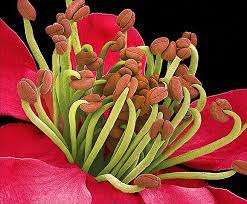 The Invisible Beauty Of Flowers In Pictures Flower Stamen Flower Images Parts Of A Flower