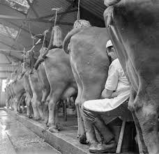 Si l'enfant n'aime pas le lait, il ne faut. Lait De Vache Wikipedia