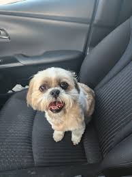 Lost shih tzu