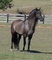 Rocky Mountain Horse Association Online Database