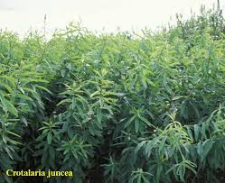 Image result for Crotalaria xanthoclada