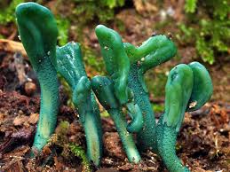 Image result for Periglossum