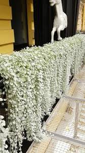 Outdor Flowers Dichondra Silver Falls Tropical Garden Design Trees To Plant Hanging Plants