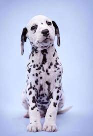 Squalid Dogs Accessories Happy Dogstyle Dogsaesthetic Dalmatian Puppies Dalmatian Puppy