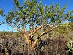 Image result for Brachystegia microphylla