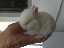 1306903518 211650701 1 Pictures Of Rare Pure Breed Imported Blue Eye White Netherland Dwarf Rabbit Jpg 625 467 Cute Animals Cute Creatures Cute Baby Animals