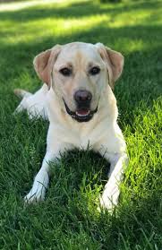 Saying goodbye to beloved pets