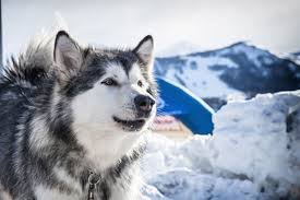 See what people are saying and join the conversation. Alaskan Malamute 2021 Charakter Wesen Bilder
