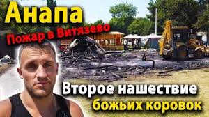 Очевидцы сообщают, что насекомые буквально атакуют людей. 0onsitnywaet3m
