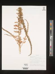 Image result for Dysphania schraderiana