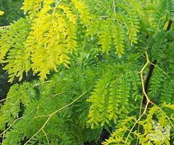 Originally located in the natural alpines and coastal areas of australia the foliage is a brilliant vibrant green all year round, which can act as a great contrast against other australian or even exotic plants. Lime Green Foliage Selections Collections Speciality Trees