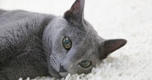They have sleek bodies, beautiful emerald green eyes and always appear to be we welcome you to visit us in westchester new york to see our available russian blue kittens for sale. 11 Reasons Why Russian Blue Cats Are The Best Metro News