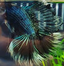 Some of these tumors or cancer. Pet Essentials Pets Fish Pet Betta Fish