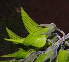 Image result for Crotalaria filicaulis