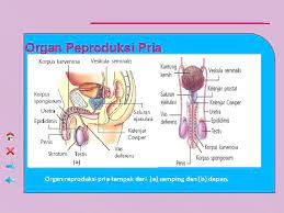 Sperma ini milik lelaki itu. Sistem Reproduksi Manusia Indikator 1 Mendeskripsikan Organ Reproduksi