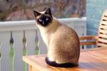 Siamese Kittens For Sale In Virginia