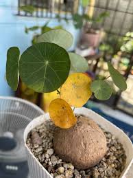 Image result for Pyrenacantha