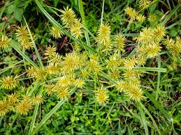 Image result for Cyperus luteus