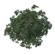 Making Of The White 3d Architectural Visualization Rendering Blog Trees Top View Tree Plan Trees To Plant
