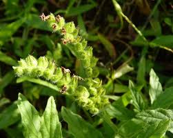 Image result for Heliotropium amplexicaule