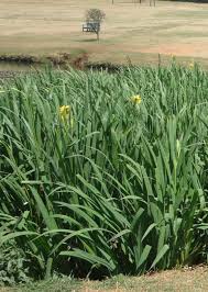 Image result for Heterocentron macrostachyum