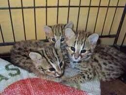 Spesies ini cenderung memilih hidup di daerah hutan yang diselingi bebatuan, banyak ditemukan di hutan hujan tropis dan. Anak Kucing Hutan Steemit