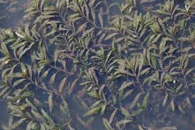 Image result for Potamogetonaceae